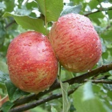 Asztrahani Piros alma